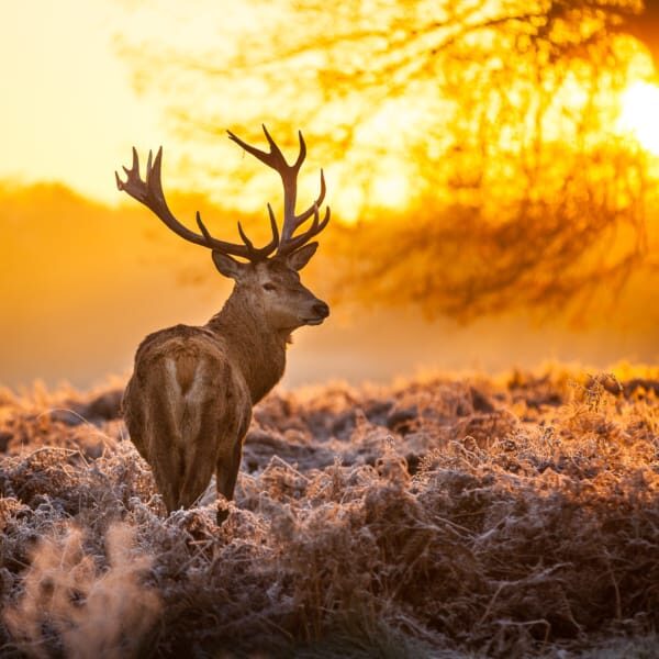 Red Deer in morning Sun.